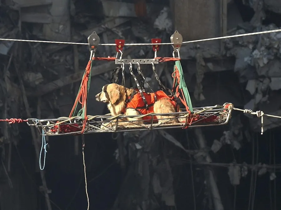 11 Eylül'ün Sessiz Kahramanları: Ground Zero'nun Arama Kurtarma Köpekleri