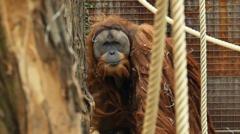4 günlük yağmur dünyanın en nadir orangutanlarını yok etti