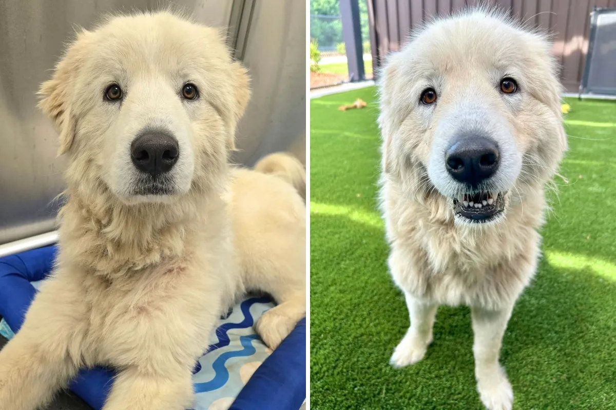 71 Kiloluk Köpek Sahibini Kaybetti, Şimdi Kucak Köpeği Olmak İstiyor