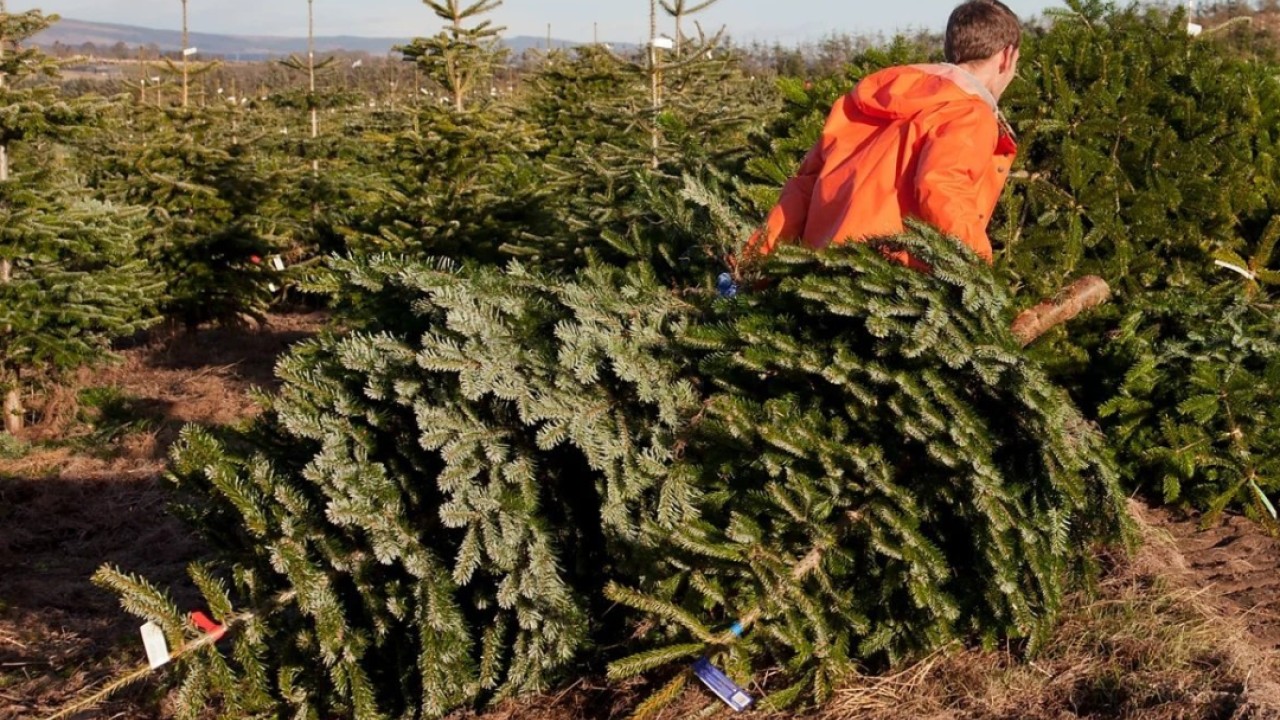 ABD-Çin ticaret savaşının sembolü: Noel ağaçları