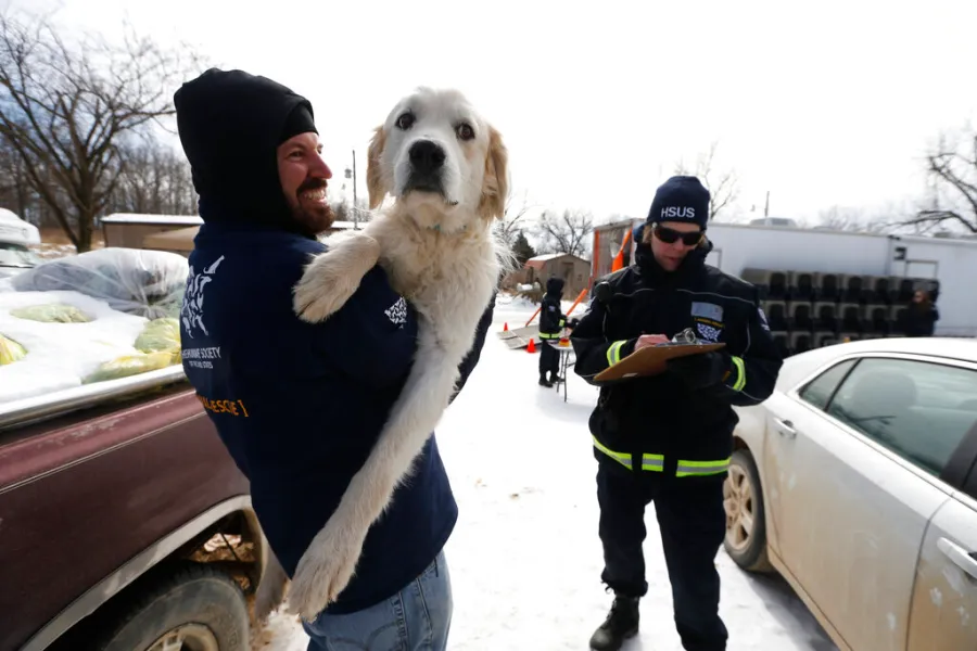 ABD'de Hayvan Refahı Yasası 60 Yaşında: Köpekler Hâlâ Acı Çekiyor