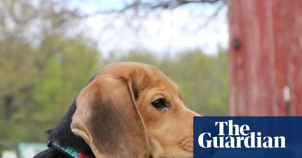 ABD'de köpek araştırma tesisi kapanıyor, yüzlerce beagle kurtarılacak