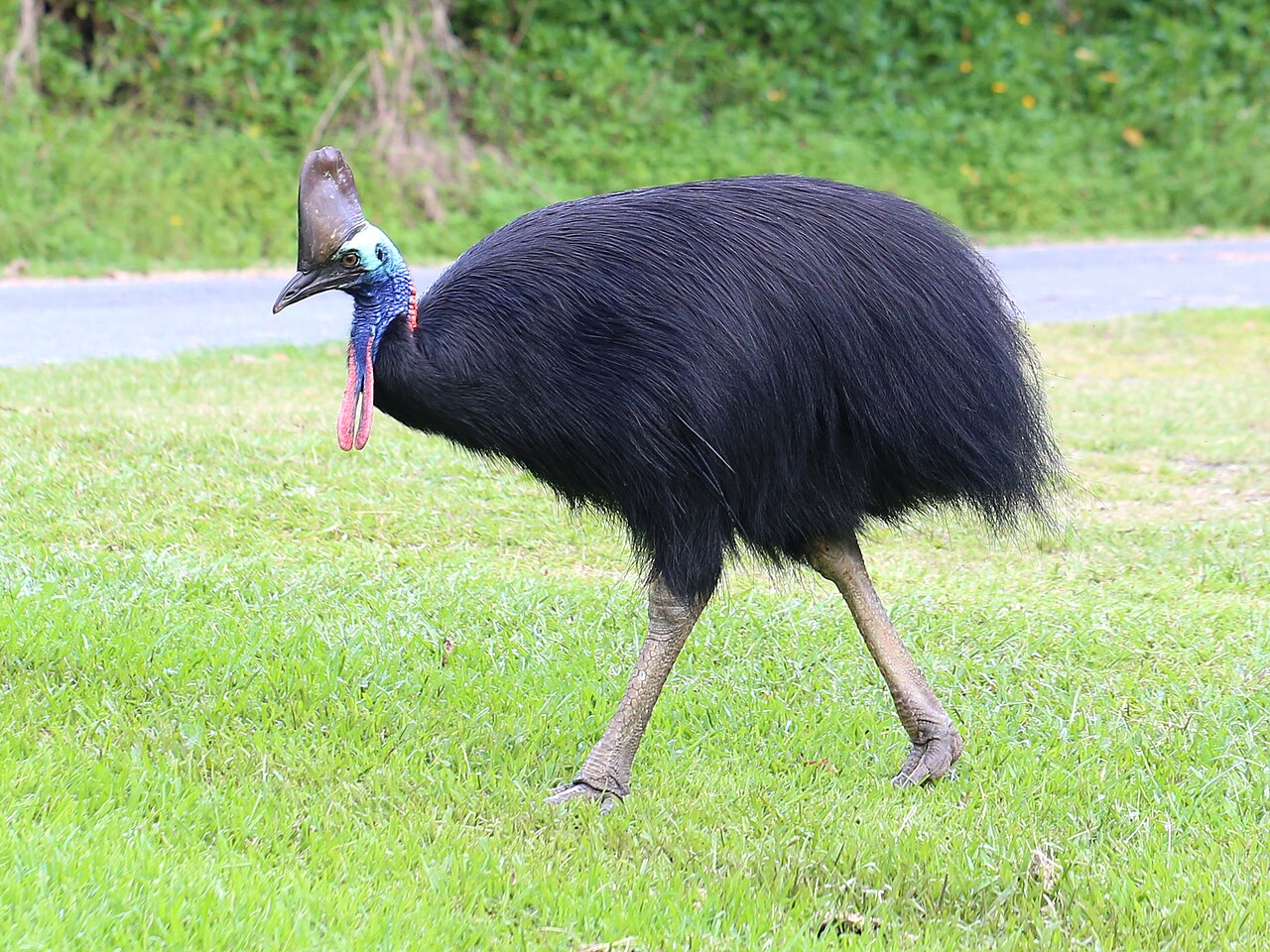 Adelaide Hayvanat Bahçesi'nde 34 Yıl Sonra İlk Cassowary Yumurtası