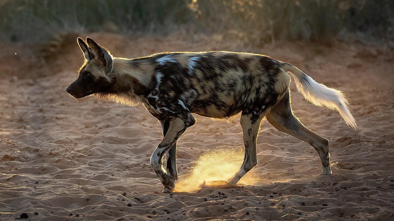 Afrika'nın en uzun yolculuğu: Üç yabani köpek kardeş 4.000 km yol kat etti