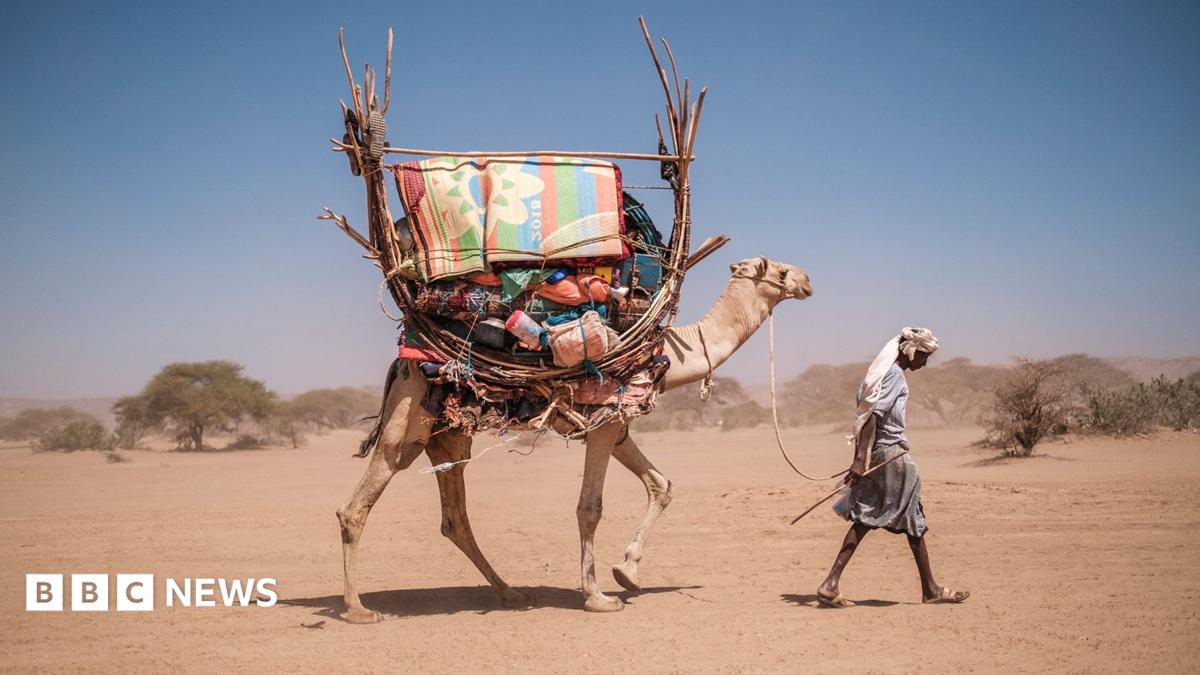 Develer bile dayanamıyor: Afrika'nın çöl gemileri sıcak hava dalgasıyla mücadele ediyor