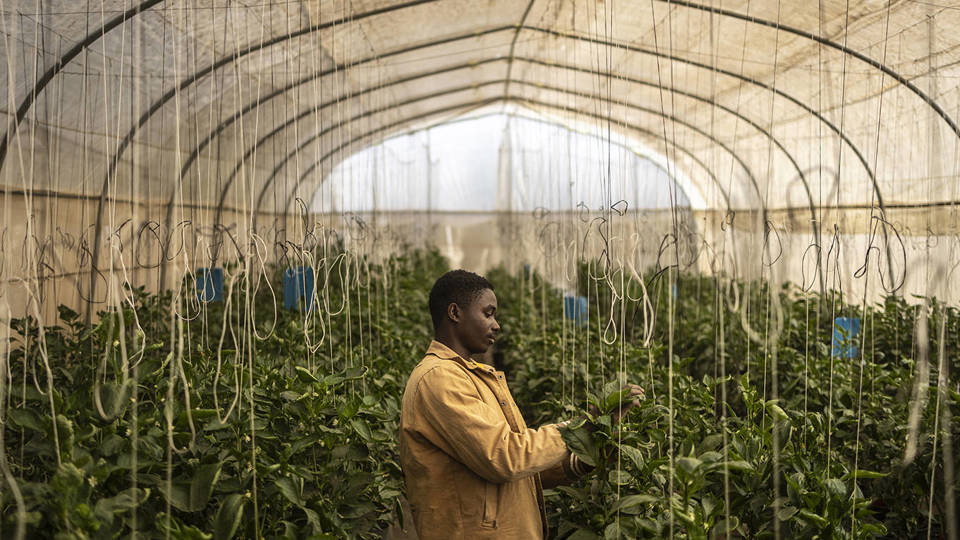 Afrika'nın Yapay Zeka Fırsatı: Küresel Yarışın Yeni Merkezi