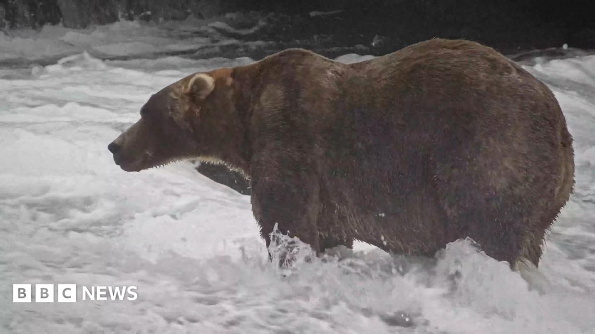 Alaska'nın Yağlı Ayı Haftası'nın kazananı 'Backpack' oldu