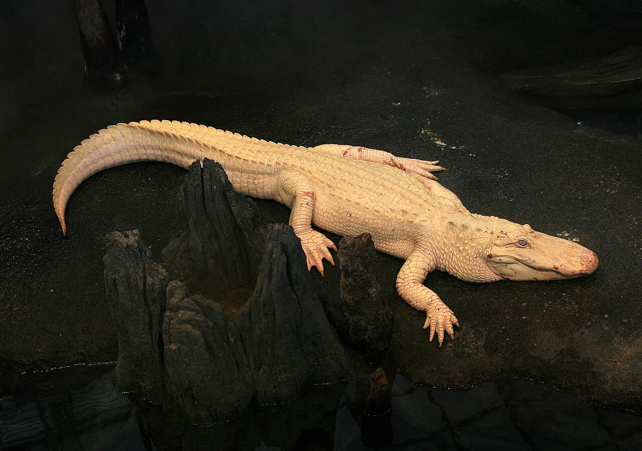 Albino Manda Lakabı 'Trump' Kurban Olmaktan Kurtuldu