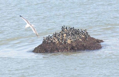 Alcatraz açıklarında tekne battı: 1 ölü, 3 kayıp
