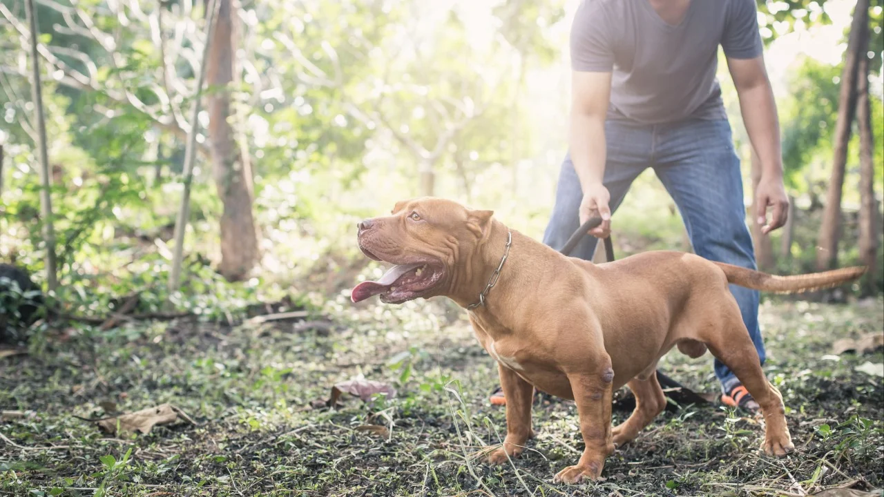 Almanya'da 4 yaşındaki kızı ailenin köpeği öldürdü