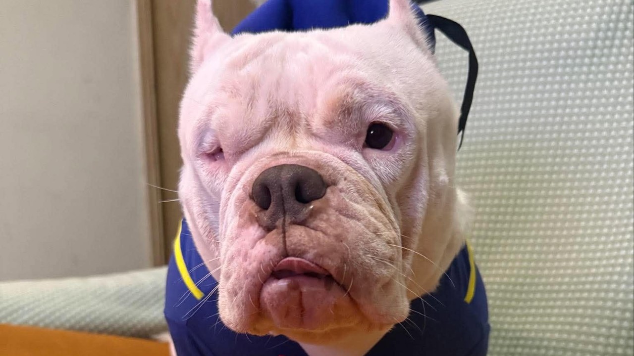 American Bully Kısırlaştırma Sırasında Öldü: Sahipleri 'Dövüş Köpeği' Kurallarını Sorguluyor
