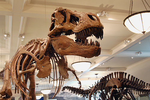 1985'ten beri çekmecede unutulan dinozor fosili Antarktika'dan çıktı