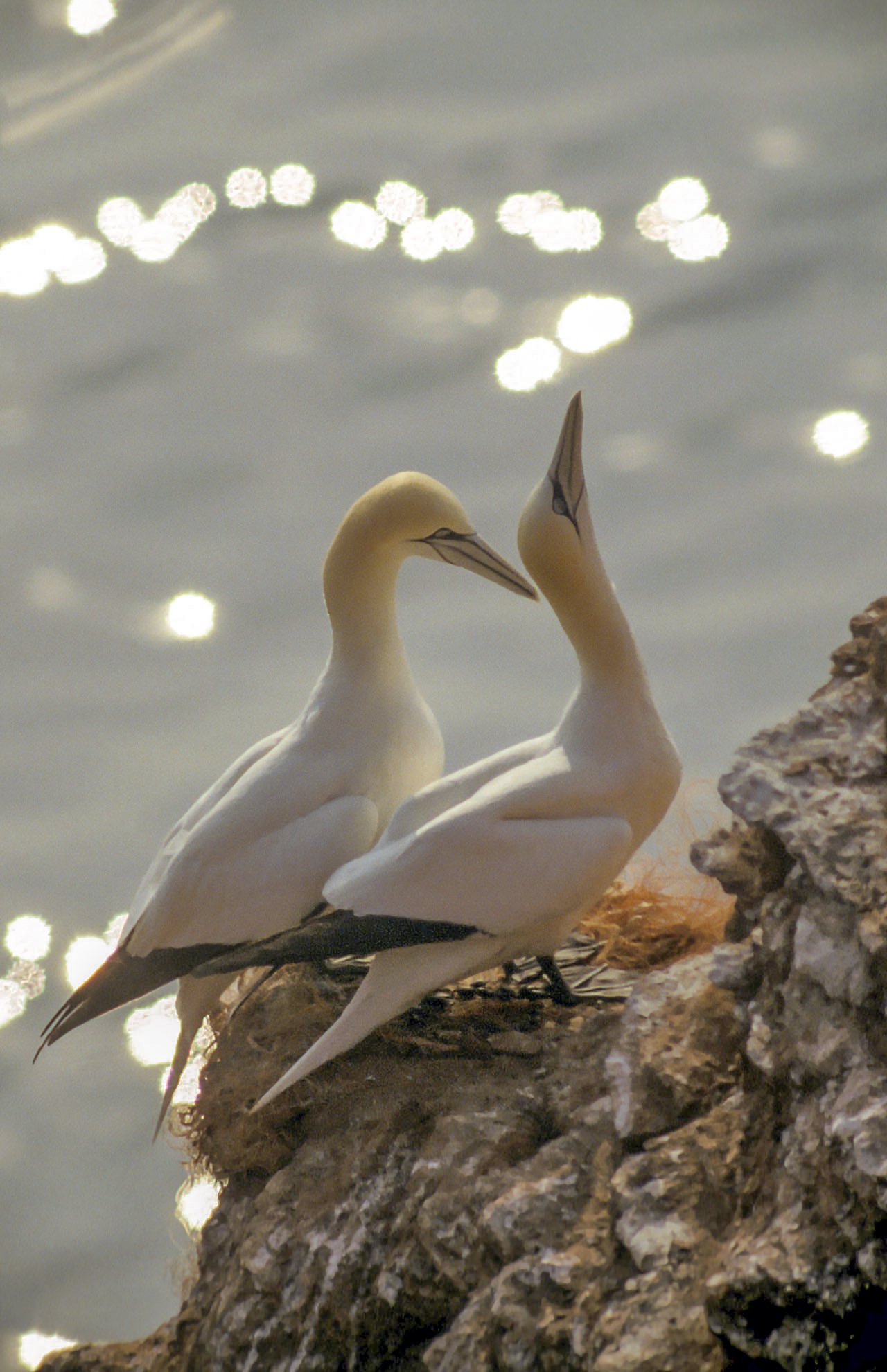 Antik Gannet Avı Yasağı İskoç Milliyetçiliğinde Bölünme Yarattı