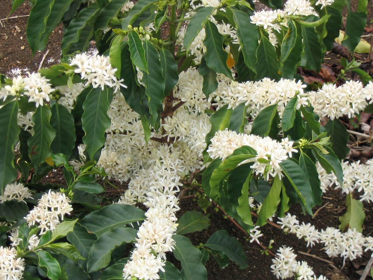 Arabica Kahvesi Brezilya Arz Endişeleriyle Son 4 Yılın En Büyük Sıçramasını Yaptı