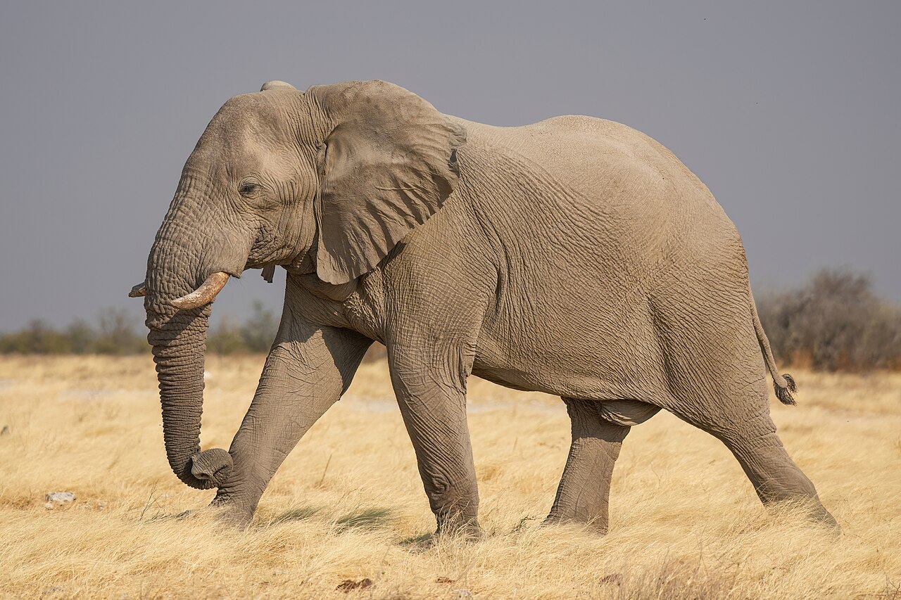 Artan CO2, Afrika Savanası'nda Otların Büyümesini Hızlandırıyor
