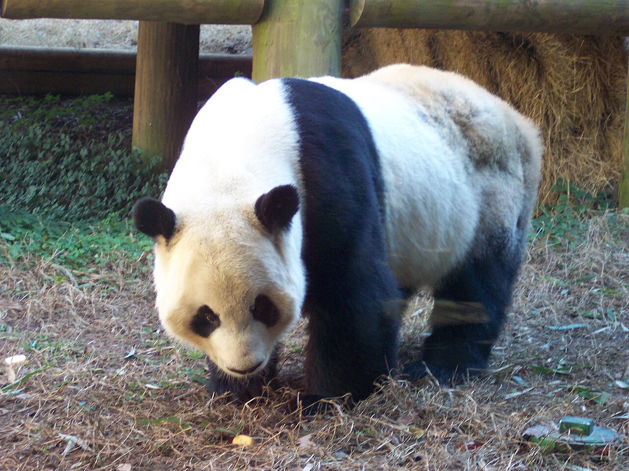 Atlanta Hayvanat Bahçesi'ne Çin'den iki dev panda geldi