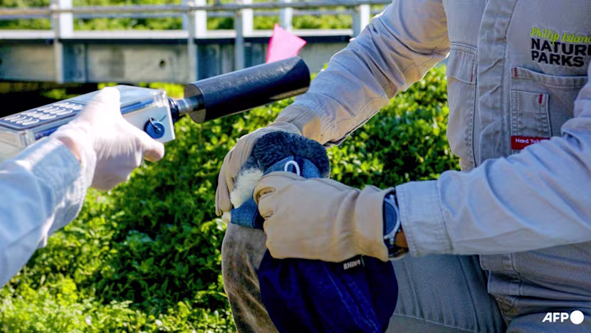 Avustralya, H5N1 kuş gribinden küçük penguenleri korumak için seferber oldu