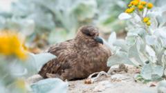 Avustralya'da ilk H5N1 kuş gribi vakası: Virüs tüm kıtalara yayıldı