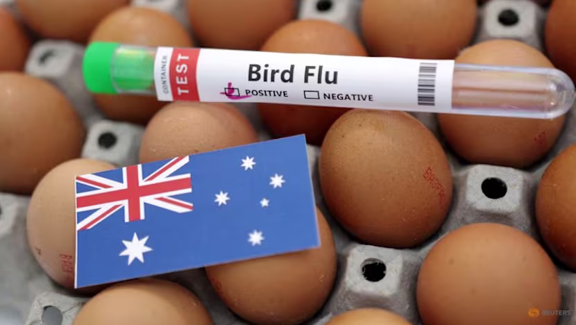 Avustralya'da H5N1 kuş gribi ilk kez memelide tespit edildi