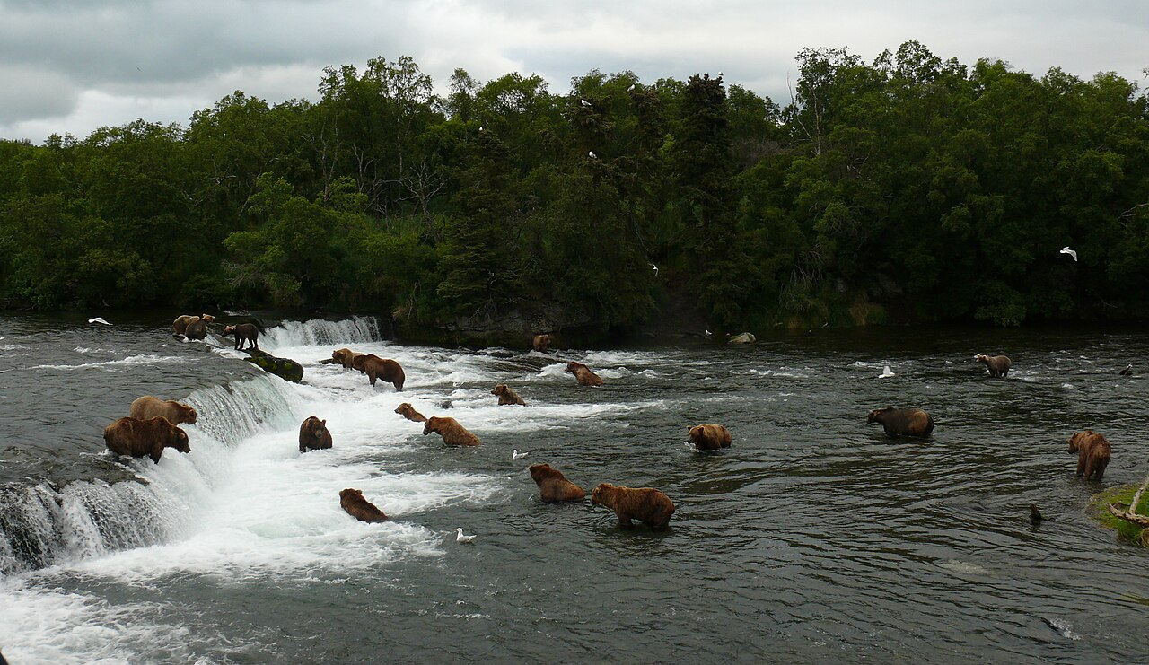 Ayı Kamerasında İzleme Rekoru: Alaska'daki Dev Kahvaltı