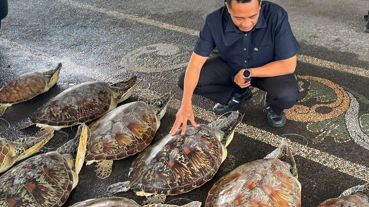 Bali'de büyük kaplumbağa kaçakçılığı operasyonu: 21 canlı ele geçirildi