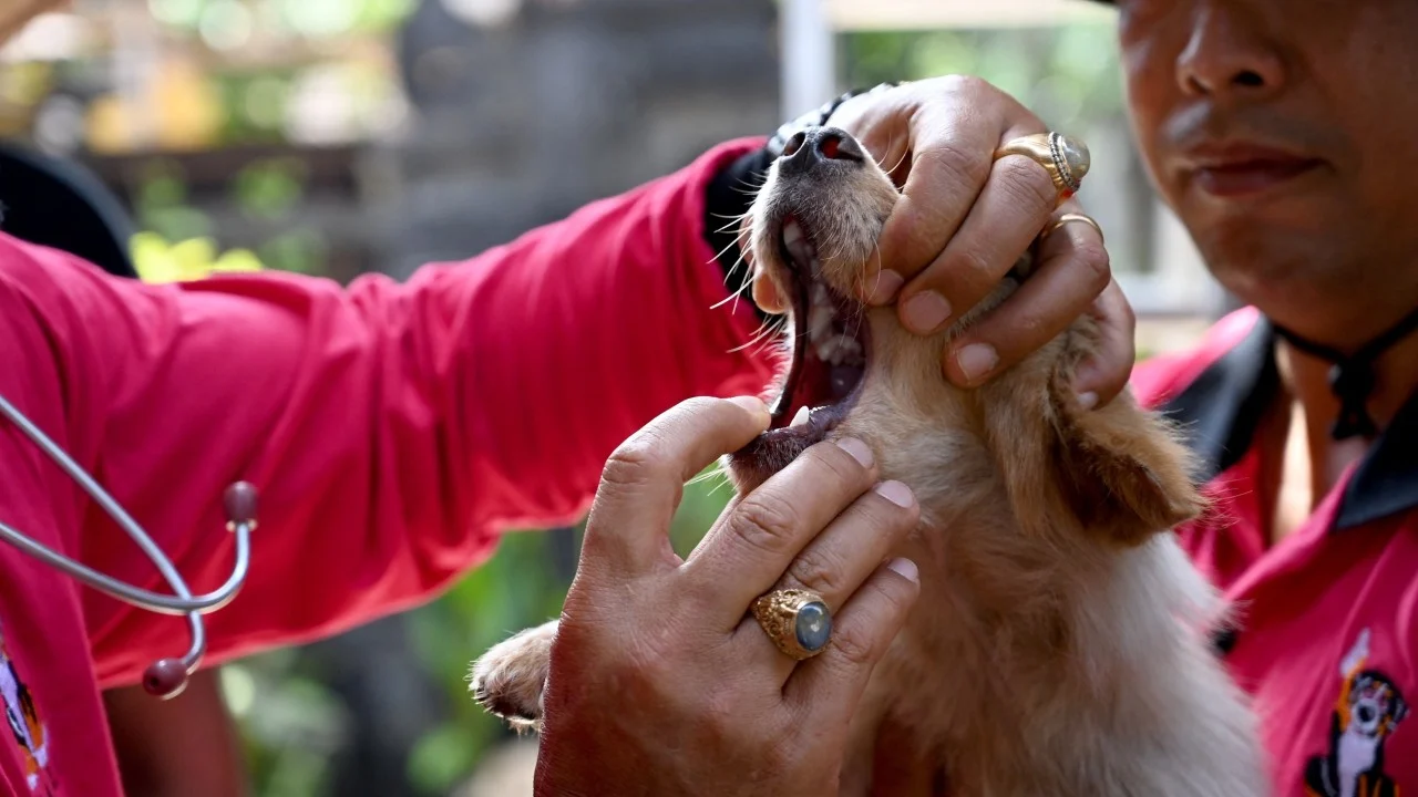 Bali kuduzla savaşırken köpek eti riski artırıyor mu