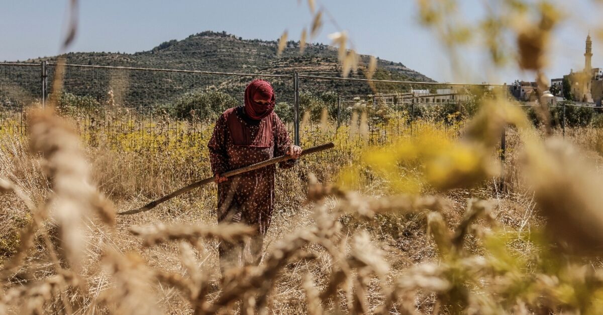 Batı Şeria'da İsrail yerleşimcilerin saldırısı altındaki Filistinli çiftçiler hasat yarışı veriyor