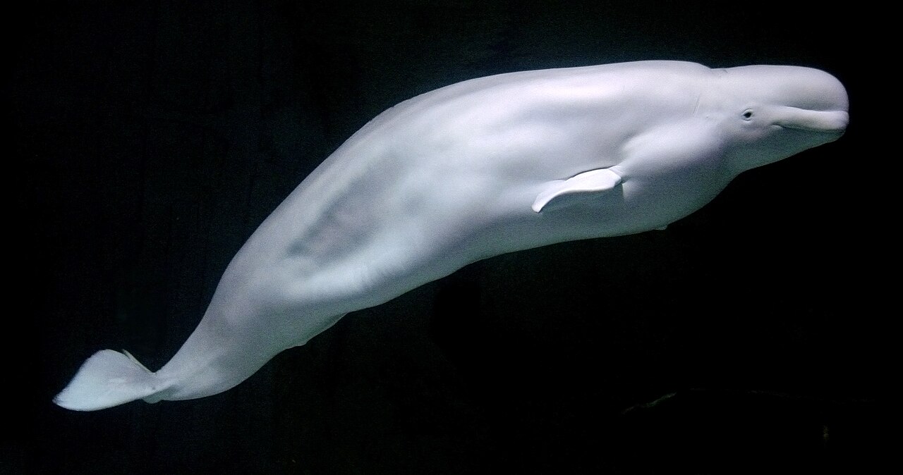Beluga Balinalarıyla Buluşma: Hudson Körfezi'nde Sıradışı Bir Yolculuk
