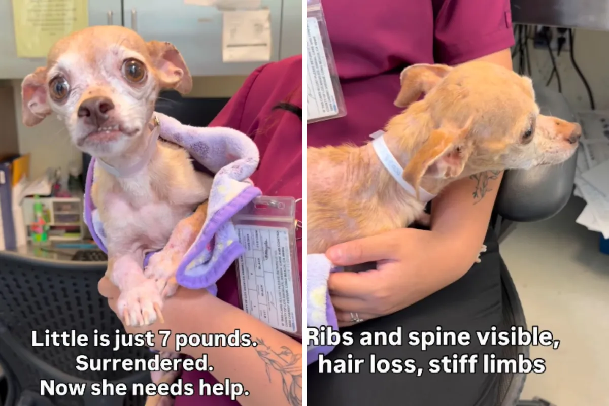 Beş Yılda İki Kez Sahipsiz Kalan Köpek Chihuahua Tanınmaz Halde
