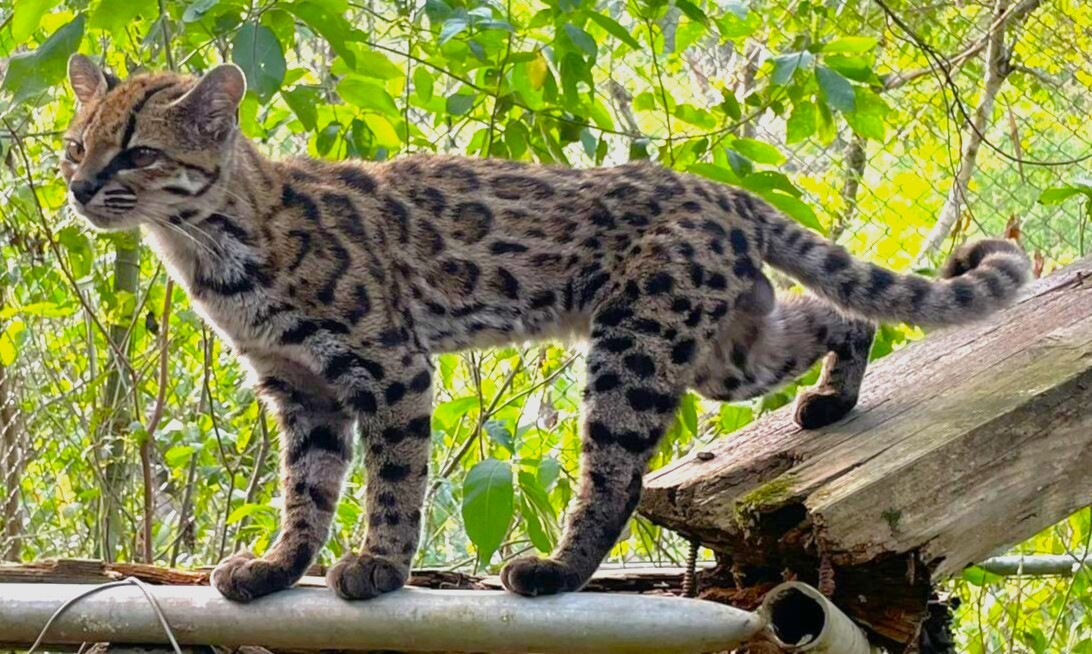 Bolivya'da Yeni Kedi Türü Keşfedildi: Yüzyıldan Fazla Süredir İlk