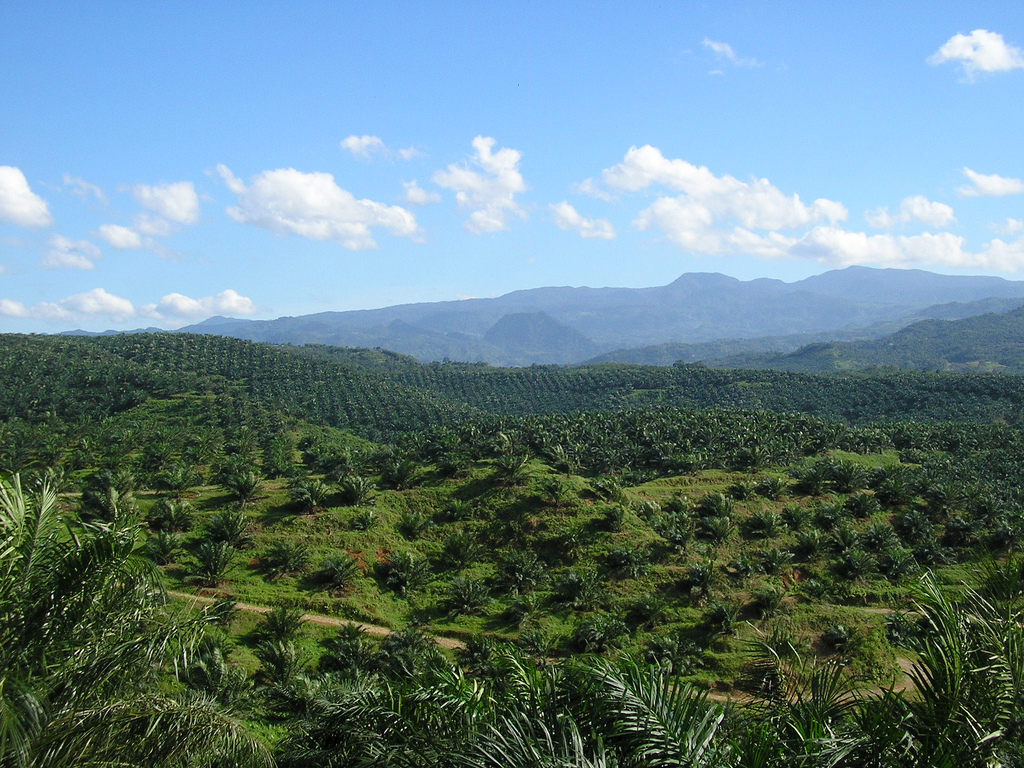 Borneo'da Kadınlar Alevlerle ve Ataerkil Düzenle Savaşıyor
