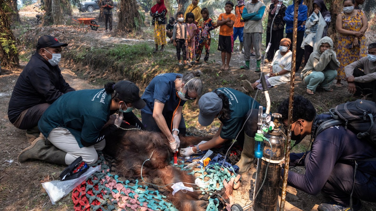 Borneo'daki yangından kurtarılan orangutan solunum yolu hastalığıyla mücadele ediyor