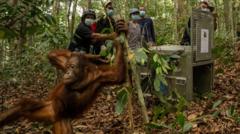 Borneo'da Yangın Sonrası Orangutanlar Doğaya Salındı