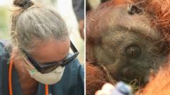 Borneo’da yangınlar orangutanları tehdit ediyor