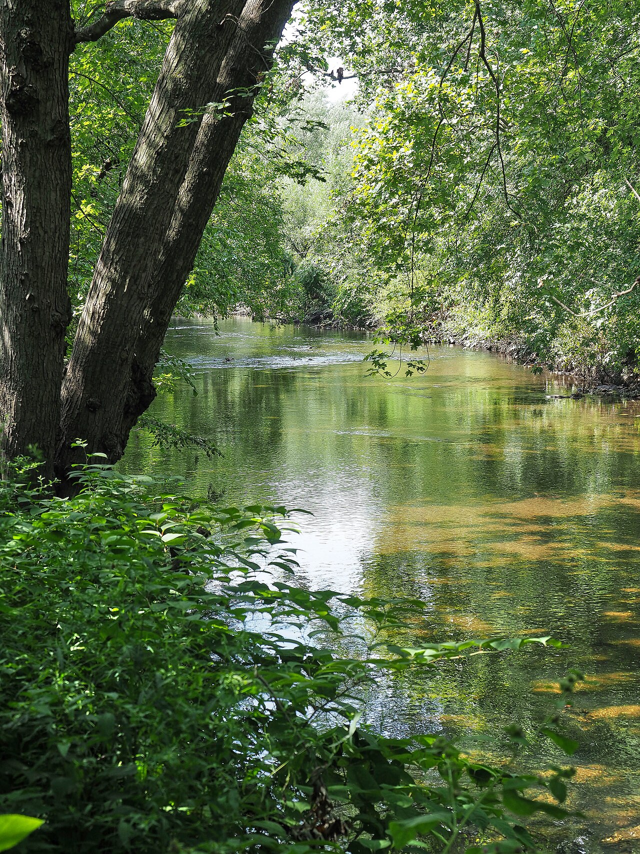 Bronx Nehri'nde 100 Yıl Sonra İlk Kez Su Samuru Görüldü