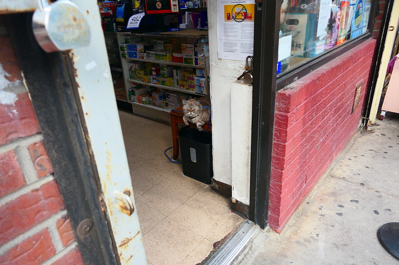 Brooklyn'de Bodega Kedisi Çalındı: Toplum Harekete Geçti