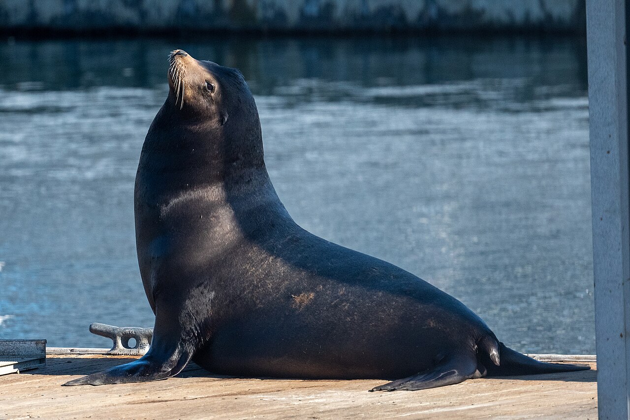California'da Deniz Aslanına Tekme Atan Adam İçin Hukuki Süreç