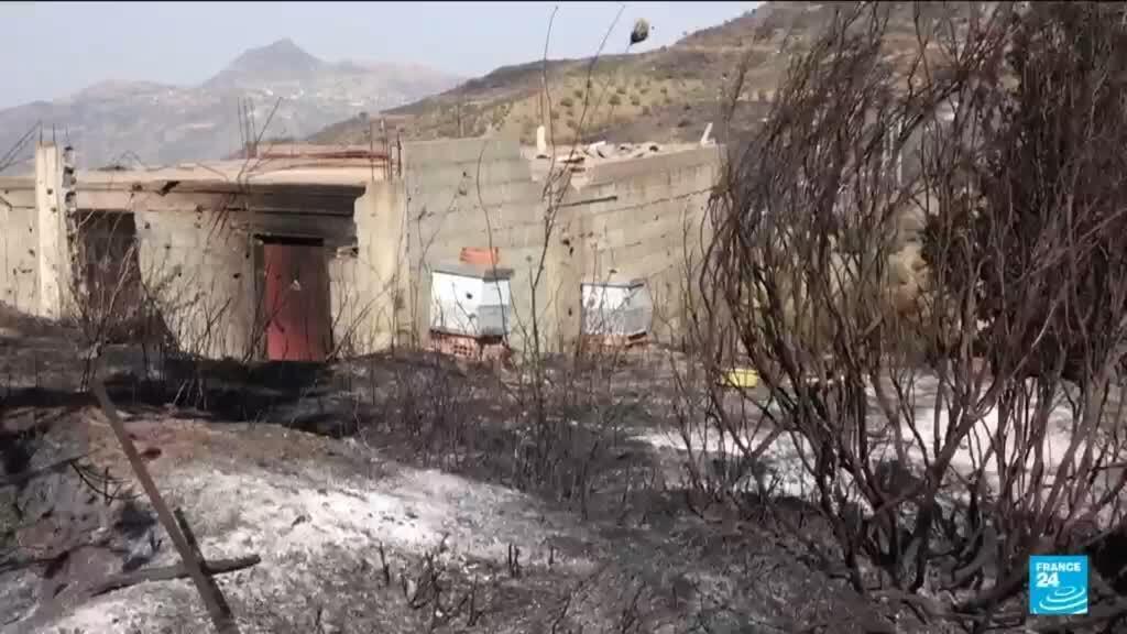Cezayir'de çiftçiler sıcak hava dalgası orman yangınlarıyla mücadele ediyor