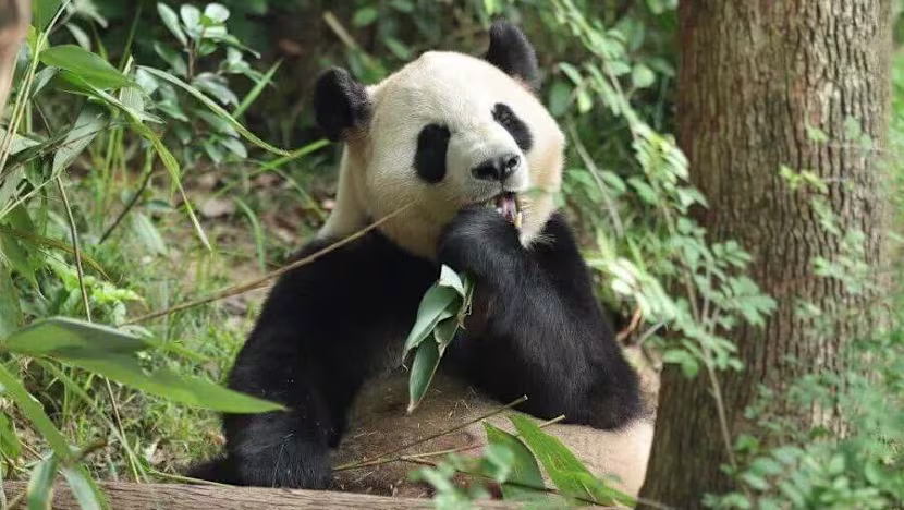 Çin'den ABD'ye dev panda gönderildi