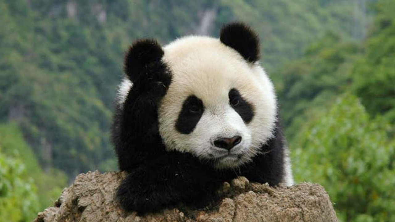 Çin Dev Panda Parkı'nda İnsan-Yaban Hayatı Çatışması Artıyor