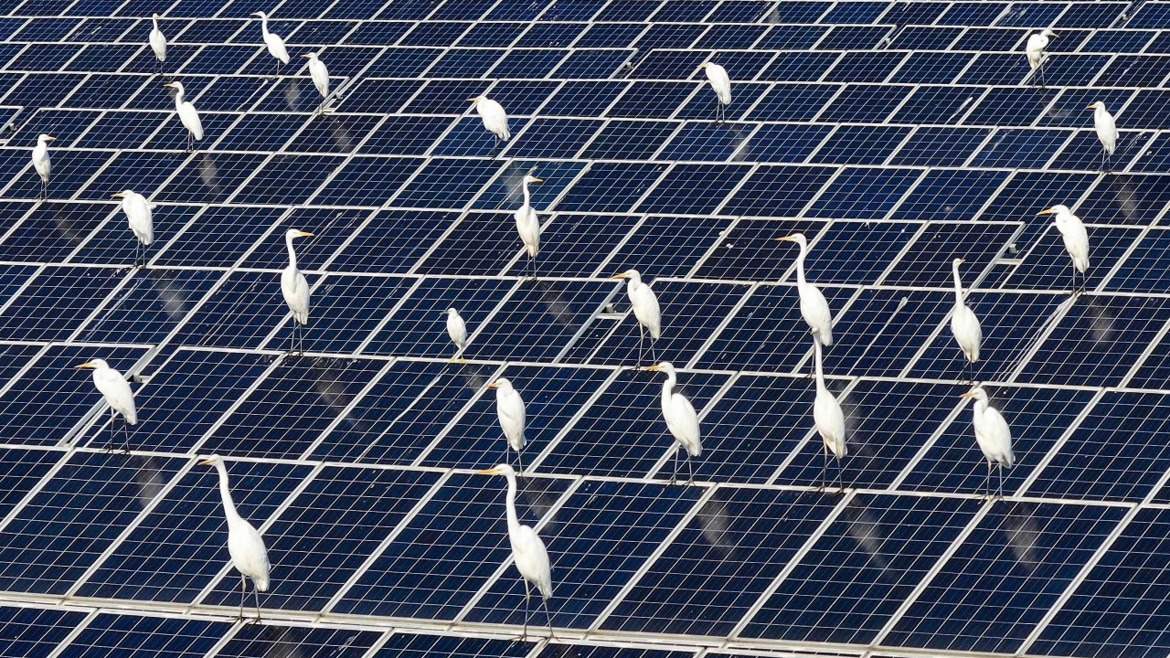Çin'in Güneş Enerjisi Politikası ve Kuşlar: 2 Milyar Ak Balıkçıl Hatası İddiası