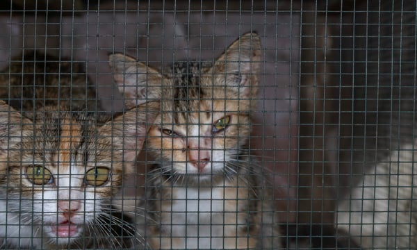 Çin'de Kedi İstismarı Ağını İfşa Eden Kadın Ağır Bedel Ödedi