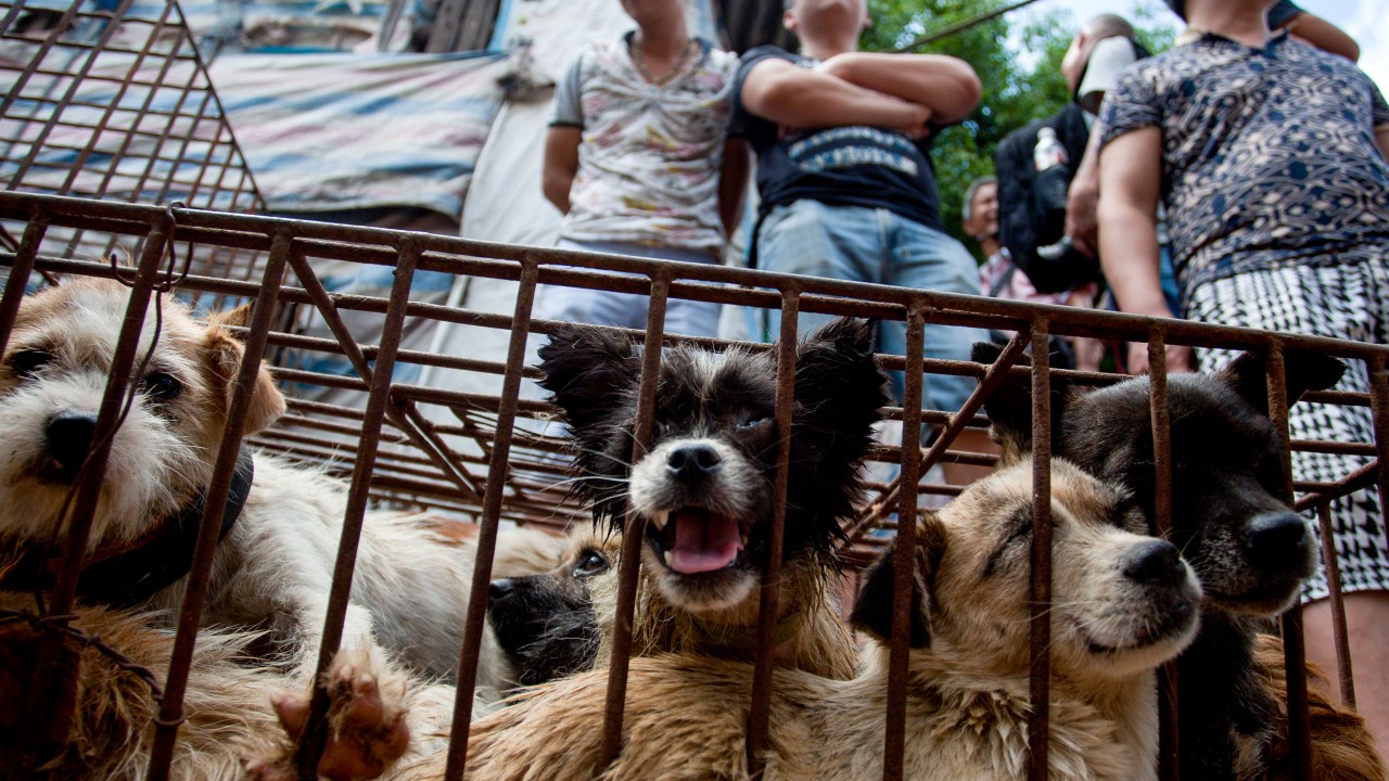 Çin'de Köpek Kesimhanesi Kapatıldı, Yulin Festivali Tartışmaları Sürüyor