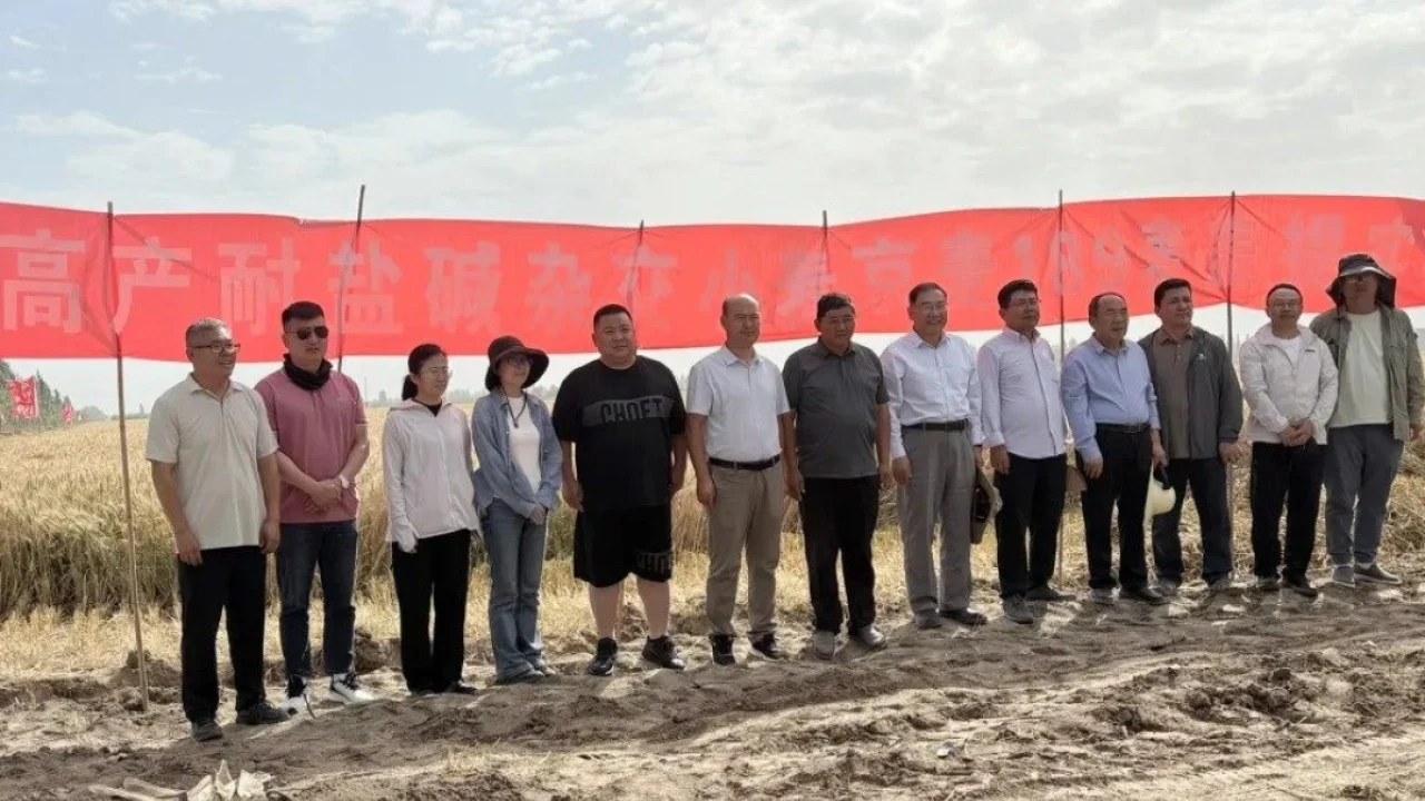 Çin'in Taklamakan Çölü'nde buğday hasadı ikiye katladı