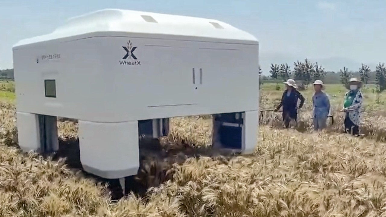 Çin'den yapay zeka destekli buğday ıslah robotu