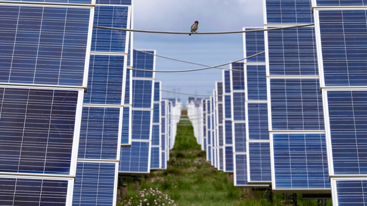 Çin'de Güneş Enerjisi Yatırımları Kuş Çeşitliliğini Azaltıyor