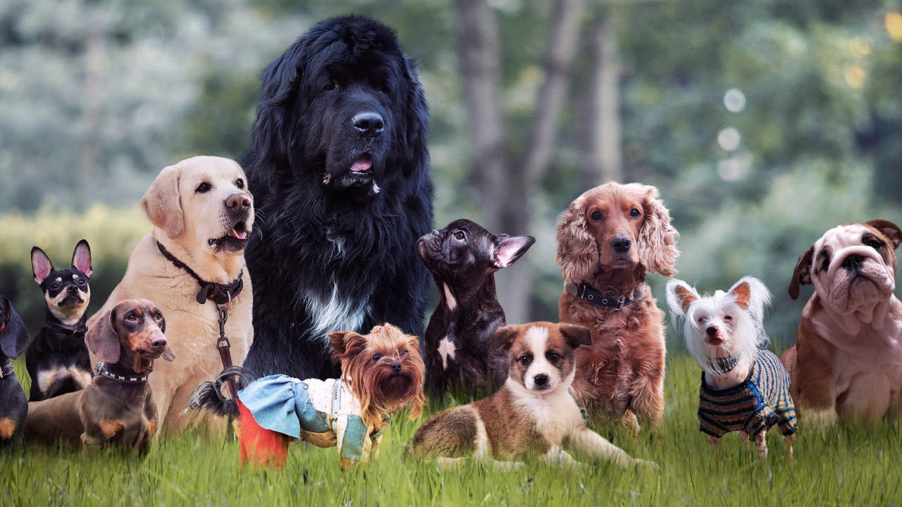 Çin'de 'köpek kiralama' çılgınlığı: Sık bakıcı değişikliği hayvanlarda strese yol açıyor