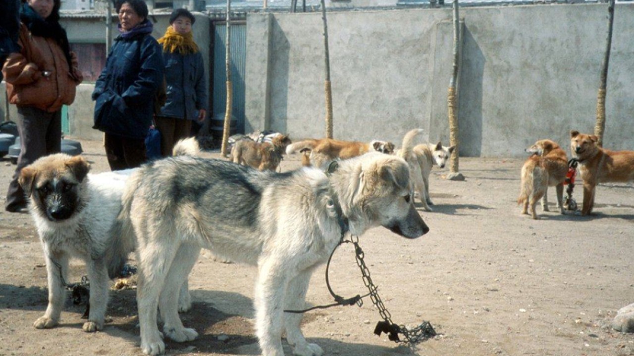 Çin'den ABD yaptırımlarına misilleme; Kuzey Kore'den köpek eti uyarısı: SCMP'nin 7 öne çıkan haberi