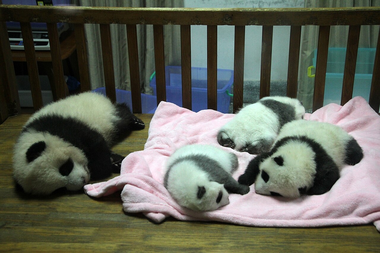 Çin'den ABD'ye dev panda gönderisi: 10 yıllık koruma anlaşması