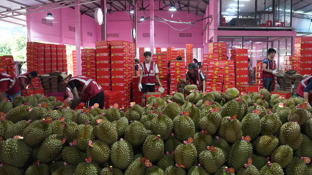 Çin'in durian ithalatı yüzde 47 arttı: Tayland ve Malezya rekor kırdı